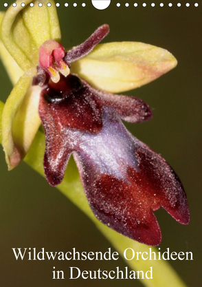 Wildwachsende Orchideen in Deutschland (Wandkalender 2020 DIN A4 hoch) von Erlwein,  Winfried