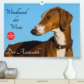 Windhund der Wüste – Der Azawakh (Premium, hochwertiger DIN A2 Wandkalender 2023, Kunstdruck in Hochglanz) von Starick,  Sigrid