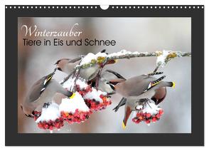 Winterzauber – Tiere in Eis und Schnee (Wandkalender 2024 DIN A3 quer), CALVENDO Monatskalender von Bachmeier,  Günter