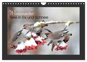 Winterzauber – Tiere in Eis und Schnee (Wandkalender 2024 DIN A4 quer), CALVENDO Monatskalender von Bachmeier,  Günter