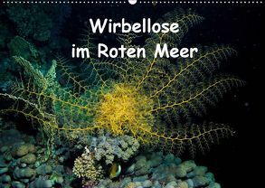 Wirbellose im Roten Meer (Wandkalender 2019 DIN A2 quer) von Suttrop,  Christian