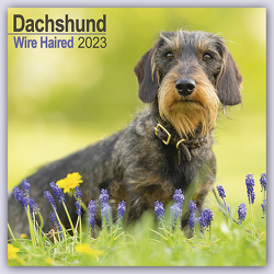 Wirehaired Dachshund – Rauhhaardackel 2023 – 16-Monatskalender