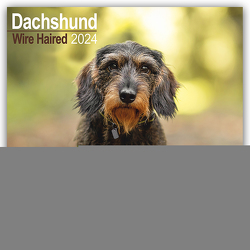 Wirehaired Dachshund – Rauhhaardackel 2024 – 16-Monatskalender