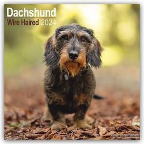 Wirehaired Dachshund – Rauhhaardackel 2024 – 16-Monatskalender