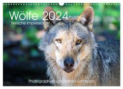 Wölfe 2024. Tierische Impressionen (Wandkalender 2024 DIN A3 quer), CALVENDO Monatskalender von Lehmann,  Steffani