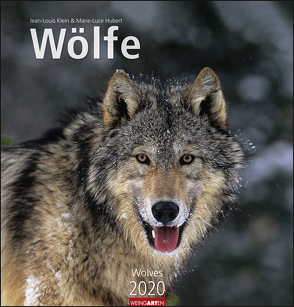 Wölfe Kalender 2020 von Hubert,  Marie-Luce, Klein,  Jean-Louis, Weingarten