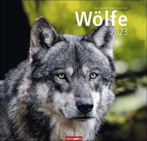 Wölfe. Tierkalender 2023 mit Wolf-Fotos vom bekannten Fotografenpaar Jean-Louis Klein und Marie-Luce Hubert. Foto-Wandkalender mit eindrucksvollen Wolf-Aufnahmen. 48x46cm von Hubert,  Marie-Luce, Klein,  Jean-Louis, Weingarten