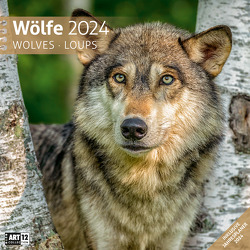 Wölfe Kalender 2024 – 30×30