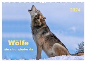 Wölfe – sie sind wieder da (Wandkalender 2024 DIN A2 quer), CALVENDO Monatskalender von Roder,  Peter