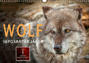 Wolf – Imposanter Jäger (Wandkalender 2023 DIN A3 quer) von Roder,  Peter