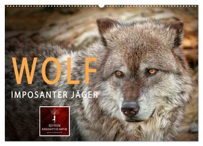 Wolf – Imposanter Jäger (Wandkalender 2024 DIN A2 quer), CALVENDO Monatskalender von Roder,  Peter