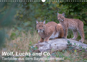 Wolf, Luchs und Co. – Tierbilder aus dem Bayerischen Wald (Wandkalender 2020 DIN A3 quer) von Buchmann,  Klaus, www.klaus-buchmann.de