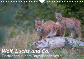 Wolf, Luchs und Co. – Tierbilder aus dem Bayerischen Wald (Wandkalender 2020 DIN A4 quer) von Buchmann,  Klaus, www.klaus-buchmann.de