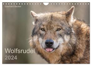 Wolfsrudel (Wandkalender 2024 DIN A4 quer), CALVENDO Monatskalender von Becker,  Eberhard