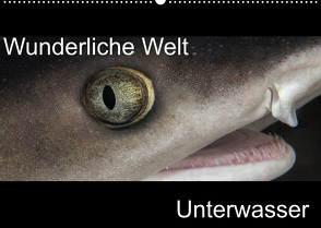 Wunderliche Welt Unterwasser (Wandkalender 2022 DIN A2 quer) von Bucher,  Markus