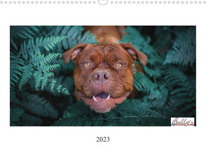 Wunderschöne Bulldoggen (Wandkalender 2023 DIN A3 quer) von Video Verlags GmbH,  Power