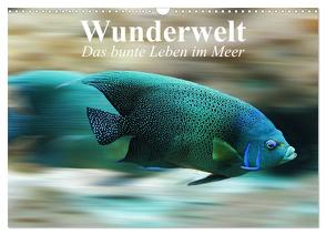 Wunderwelt. Das bunte Leben im Meer (Wandkalender 2024 DIN A3 quer), CALVENDO Monatskalender von Stanzer,  Elisabeth