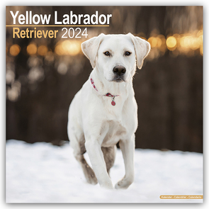 Yellow Labrador Retriever – Gelber Labrador 2024 – 16-Monatskalender