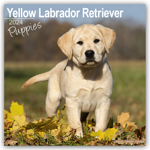 Yellow Labrador Retriever Puppies – Weiße Labradorwelpen 2024