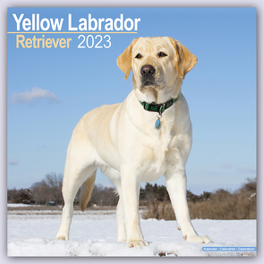 Yellow Labrador Retriever – Gelber Labrador 2023 – 16-Monatskalender