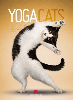 Yoga Cats 2019 von Borris,  Daniel