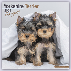 Yorkshire Terrier Puppies – Yorkshire Terrier Welpen 2023 – 16-Monatskalender