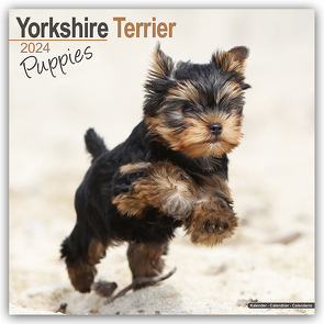 Yorkshire Terrier Puppies – Yorkshire Terrier Welpen 2024 16-Monatskalender