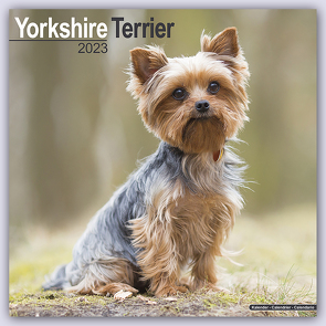 Yorkshire Terrier – Yorkshire Terrier 2023 – 16-Monatskalender