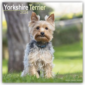 Yorkshire Terrier – Yorkshire Terrier 2024 16-Monatskalender