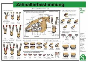 Zahnalterbestimmung von Deutsche Reiterliche Vereinigung e.V. (FN), Prof.Dr. Hertsch,  Bodo, Spenlen,  Uwe