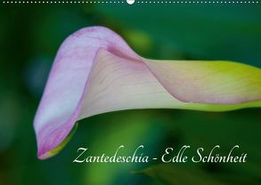 Zantedeschia – Edle Schönheit (Wandkalender 2019 DIN A2 quer) von Drafz,  Silvia