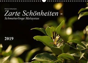 Zarte Schönheiten – Schmetterlinge MalaysiasCH-Version (Wandkalender 2019 DIN A3 quer) von Schumann,  Bianca