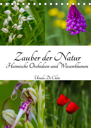 Zauber der Natur – Heimische Orchideen und Wiesenblumen (Tischkalender 2022 DIN A5 hoch) von Di Chito,  Ursula