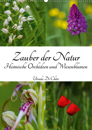 Zauber der Natur – Heimische Orchideen und Wiesenblumen (Wandkalender 2021 DIN A2 hoch) von Di Chito,  Ursula