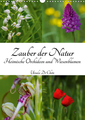 Zauber der Natur – Heimische Orchideen und Wiesenblumen (Wandkalender 2021 DIN A3 hoch) von Di Chito,  Ursula