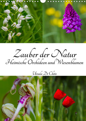 Zauber der Natur – Heimische Orchideen und Wiesenblumen (Wandkalender 2022 DIN A3 hoch) von Di Chito,  Ursula