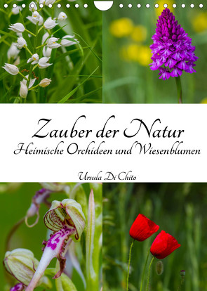 Zauber der Natur – Heimische Orchideen und Wiesenblumen (Wandkalender 2022 DIN A4 hoch) von Di Chito,  Ursula