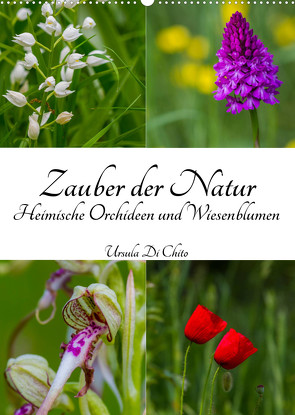 Zauber der Natur – Heimische Orchideen und Wiesenblumen (Wandkalender 2023 DIN A2 hoch) von Di Chito,  Ursula