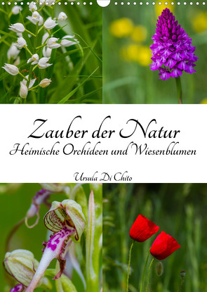 Zauber der Natur – Heimische Orchideen und Wiesenblumen (Wandkalender 2023 DIN A3 hoch) von Di Chito,  Ursula