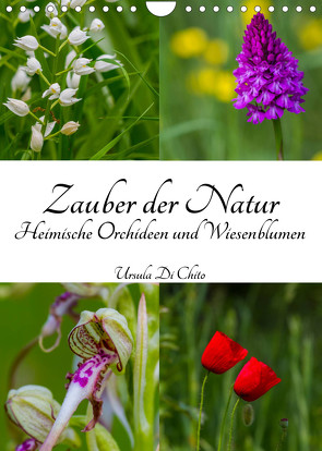 Zauber der Natur – Heimische Orchideen und Wiesenblumen (Wandkalender 2023 DIN A4 hoch) von Di Chito,  Ursula