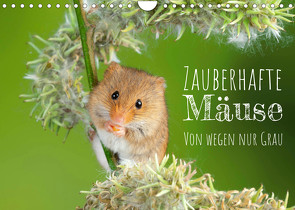 Zauberhafte Mäuse: Von wegen nur Grau (Wandkalender 2022 DIN A4 quer) von CALVENDO