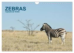 Zebras – Faszination der Streifen (Wandkalender 2024 DIN A4 quer), CALVENDO Monatskalender von Krebs,  Thomas