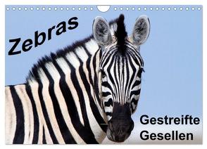 Zebras – Gestreifte Gesellen (Wandkalender 2024 DIN A4 quer), CALVENDO Monatskalender von Stern,  Angelika