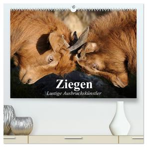 Ziegen. Lustige Ausbruchskünstler (hochwertiger Premium Wandkalender 2024 DIN A2 quer), Kunstdruck in Hochglanz von Stanzer,  Elisabeth