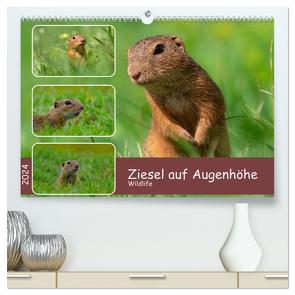 Ziesel auf Augenhöhe (hochwertiger Premium Wandkalender 2024 DIN A2 quer), Kunstdruck in Hochglanz von MoNo-Foto,  MoNo-Foto