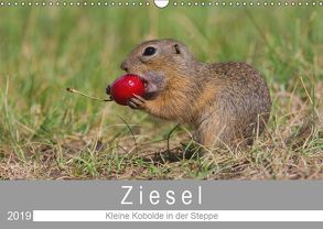 Ziesel – Kleine Kobolde in der Steppe (Wandkalender 2019 DIN A3 quer) von Trunk,  Alfred