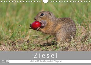 Ziesel – Kleine Kobolde in der Steppe (Wandkalender 2019 DIN A4 quer) von Trunk,  Alfred