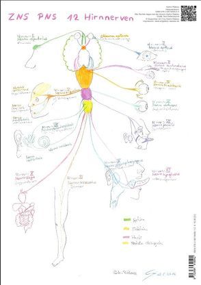 ZNS PNS 12 Hirnnerven Spinalnervenplexus – A3 von Rätzke,  Katrin