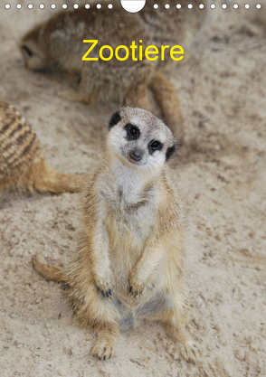 Zootiere (Wandkalender 2020 DIN A4 hoch) von AGe