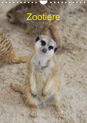 Zootiere (Wandkalender 2023 DIN A4 hoch) von AGe